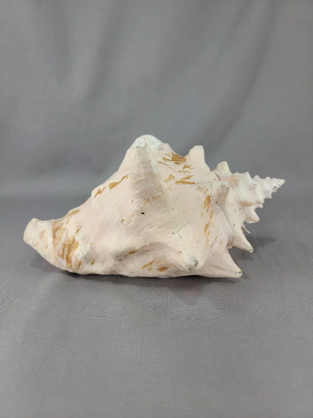 Vtg Natural Conch Seashell Shell Beach Nautical Home Decor Weathered Etched